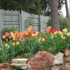 Tulpe Garten Design-Ideen