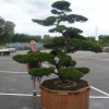Garten bonsai
