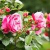 Gartengestaltung mit rosen