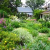 Cottage garden plants ideas