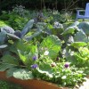 Vegetable garden ideas and designs