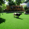 Backyard landscaping ideas for dogs