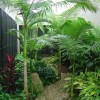 Backyard tropical landscaping ideas