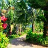 Backyard tropical paradise ideas