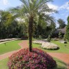 Palm tree garden ideas