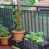 Balkon Gemüsegarten Ideen