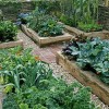 Kleine veggie-Garten-Ideen