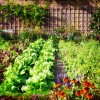 Hübsche Gemüsegärten