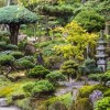 Pflanzen für den japanischen Garten