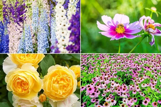 Englische Gärten Blumen