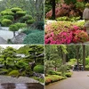 Japanische Pflanzen für den Garten